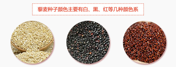 藜麥種子顏色主要有白、黑、紅等幾種顏色系，營養成分相差不大，其中白色口感好，黑、紅色口感相對差些，籽粒也較小。