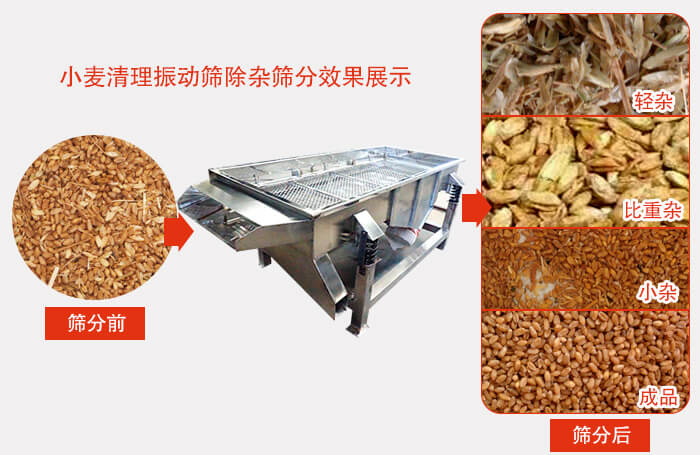 小麥清理振動(dòng)篩小麥篩分效果展示圖可同時(shí)篩分出輕雜，比重雜，小雜，成品等四個(gè)等級(jí)。